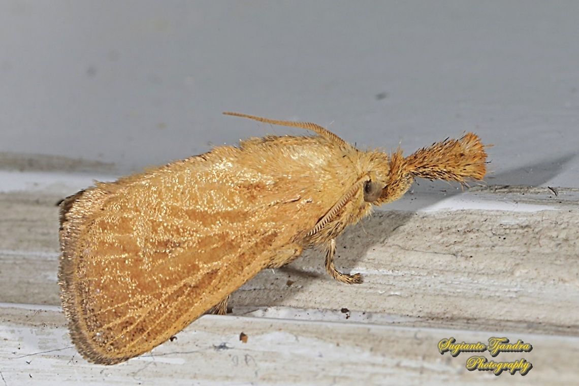 Cup Moth (Scopelodes Sp, Limacodidae)  Geotagged,Indonesia,Summer