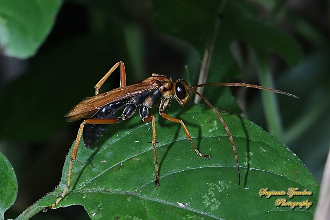 Pompilid Wasp, Pompilidae  Geotagged,Indonesia,Summer