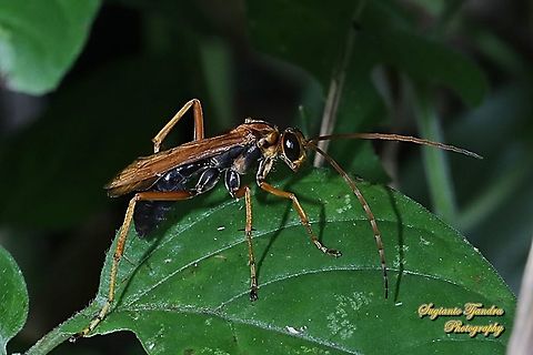 Pompilid Wasp, Pompilidae  Geotagged,Indonesia,Summer