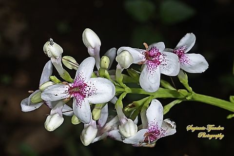 Golden pseuderanthemum flower, Pseuderanthemum reticulatum  Geotagged,Indonesia,Pseuderanthemum reticulatum,Summer