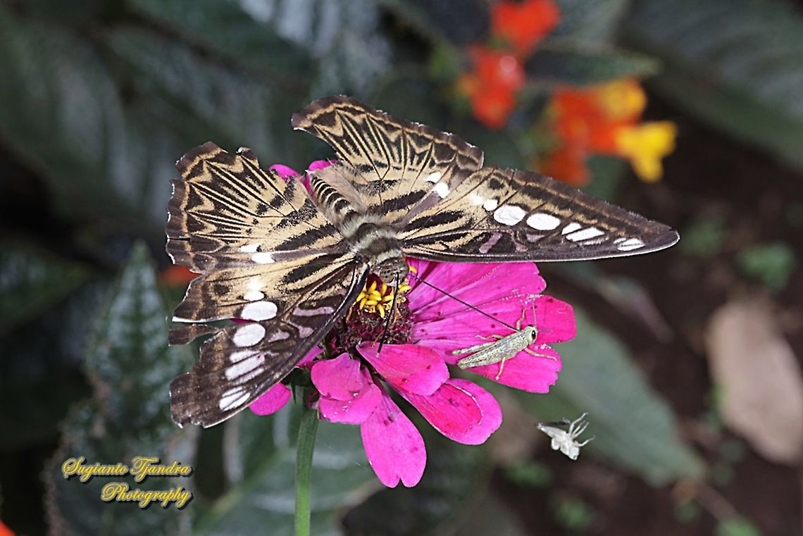 The clipper, Parthenos sylvia sylvia "sucking nectar on the Zinnia flower"  Clipper,Geotagged,Indonesia,Parthenos sylvia,Summer