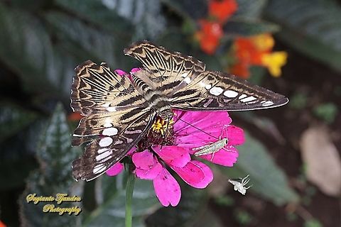 The clipper, Parthenos sylvia sylvia "sucking nectar on the Zinnia flower"  Clipper,Geotagged,Indonesia,Parthenos sylvia,Summer