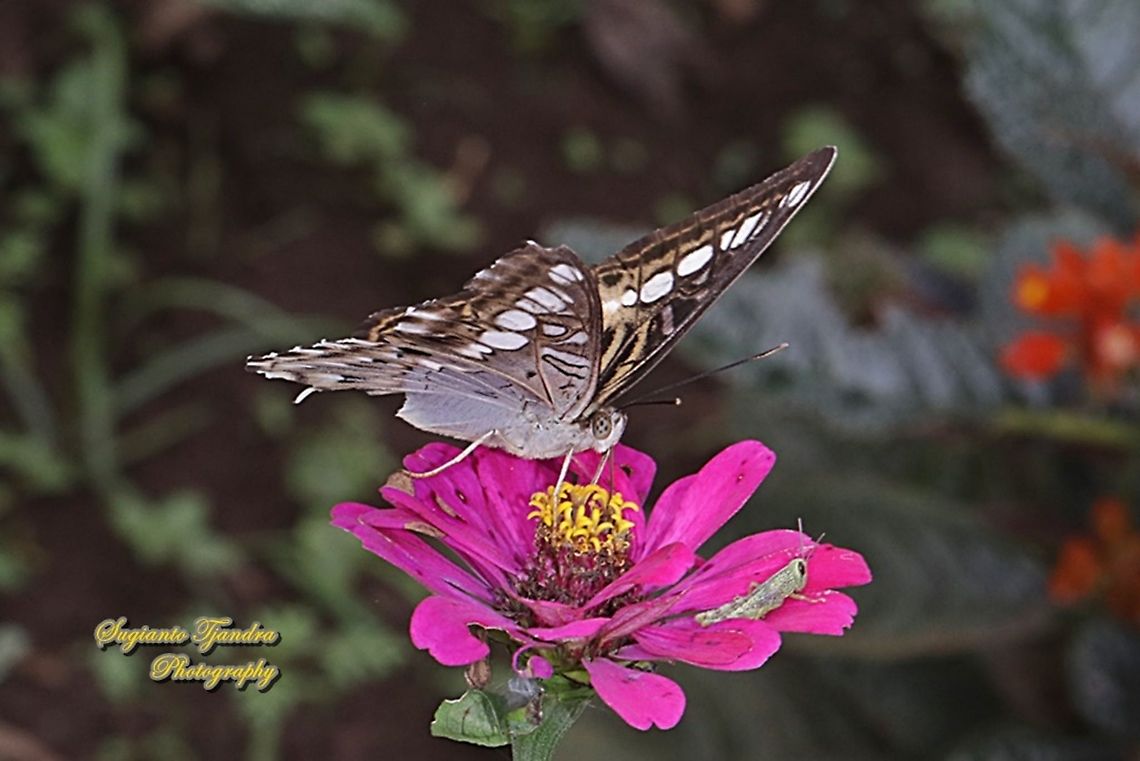 The clipper, Parthenos sylvia sylvia "sucking nectar on the Zinnia flower"  Clipper,Geotagged,Indonesia,Parthenos sylvia,Summer