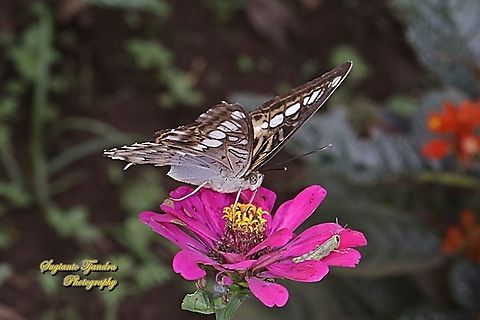 The clipper, Parthenos sylvia sylvia "sucking nectar on the Zinnia flower"  Clipper,Geotagged,Indonesia,Parthenos sylvia,Summer