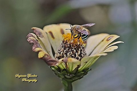 Blue Banded Bee, Amegilla zonata, Amegilla Sp "sucking nectar on the Zinnia flower"  Amegilla zonata,Geotagged,Indonesia,Summer