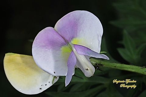 Flower of the asparagus bean/snake bean, Vigna unguiculata subsp. sesquipedalis  Cowpea,Geotagged,Indonesia,Summer,Vigna unguiculata