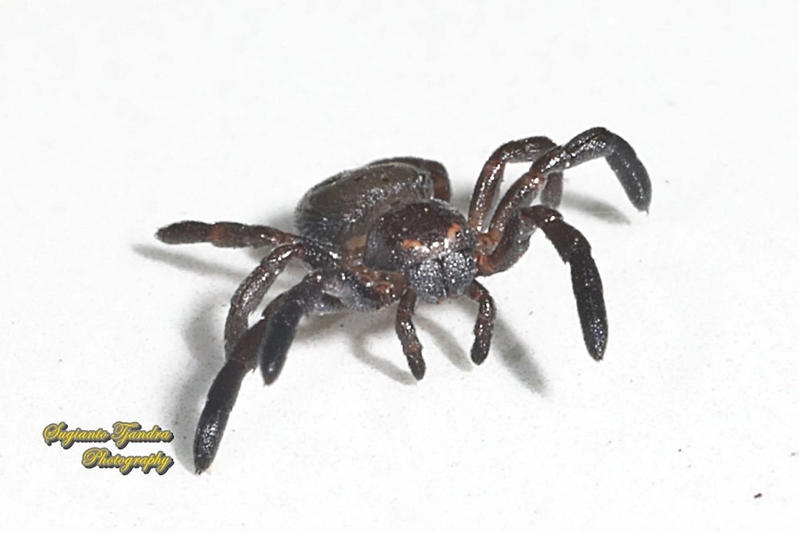 Black tiny crab spider (Stiphropus sp.)  Geotagged,Indonesia,Summer