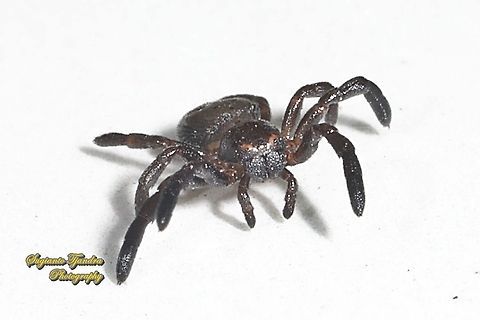 Black tiny crab spider (Stiphropus sp.)  Geotagged,Indonesia,Summer
