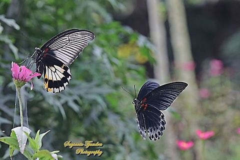 Great Mormon Butterfly, Papilio memnon memnon f. hiera, (Papilionidae) - the female "sucking nectar on the Zinnia flower" whilst the male "guarding her"????????  Geotagged,Great Mormon,Indonesia,Papilio memnon,Summer