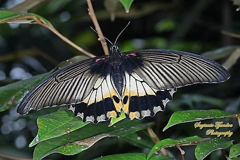 Great Mormon Butterfly, Papilio memnon memnon f. hiera, (Papilionidae) - female "upperside"  Geotagged,Great Mormon,Indonesia,Papilio memnon,Summer