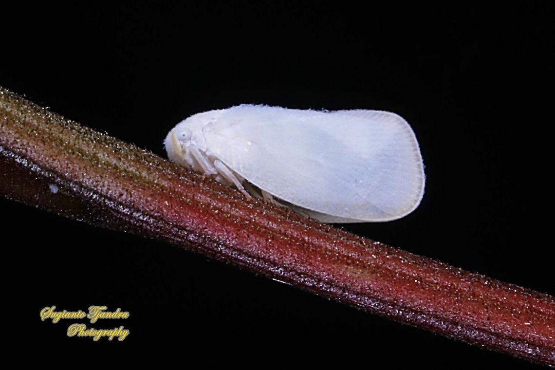 Flatid planthopper, Flatidae  Geotagged,Indonesia,Summer