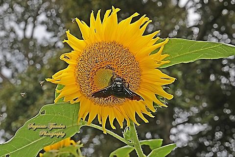Black Carpenter Bee "enjoying nectar on the Common Sunflower, Helianthus annuus whilst some Stingless honey bees (Meliponini) are waiting for their turns" ????????  Common sunflower,Geotagged,Helianthus annuus,Indonesia,Summer