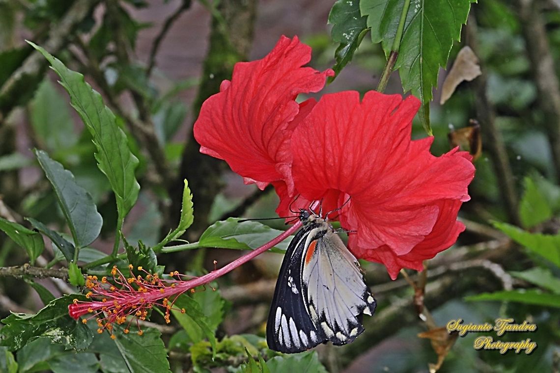The Jezebel, Delias belisama belisama sucking nectar (???) on the red Hibiscus flower  Delias belisama,Geotagged,Indonesia,Summer