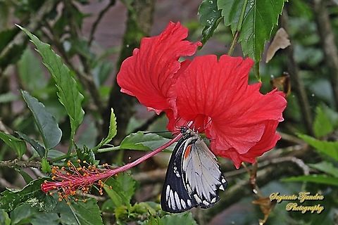 The Jezebel, Delias belisama belisama sucking nectar (???) on the red Hibiscus flower  Delias belisama,Geotagged,Indonesia,Summer