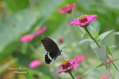 Common Mormon Butterfly, Papilio polytes javanus - male "sucking nectar on the Zinnia flower"  Common Mormon,Geotagged,Indonesia,Papilio polytes,Summer