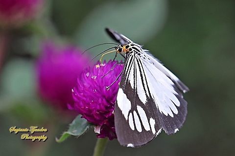 Marbled White Moth/White Tiger Moth, Nyctemera coleta "sucking nectar on the Globe amaranth flower, Gomphrena Globosa, family Amaranthaceae"  Geotagged,Indonesia,Marbled White Moth,Nyctemera coleta,Summer