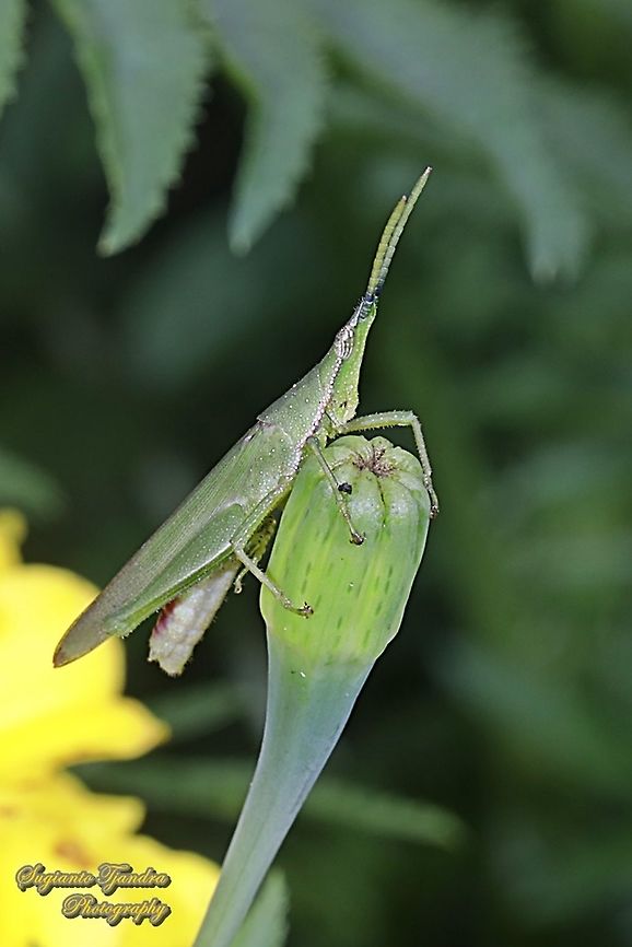 Vegetable grasshopper, Atractomorpha similis Sp.  Atractomorpha similis,Geotagged,Indonesia,Summer