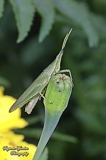 Vegetable grasshopper, Atractomorpha similis Sp.  Atractomorpha similis,Geotagged,Indonesia,Summer
