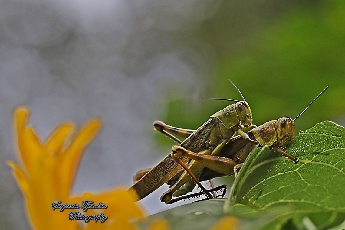 Javanese Grasshopper, Valanga nigricornis, Acrididae - "mating"  Geotagged,Indonesia,Javanese grasshopper,Summer,Valanga nigricornis
