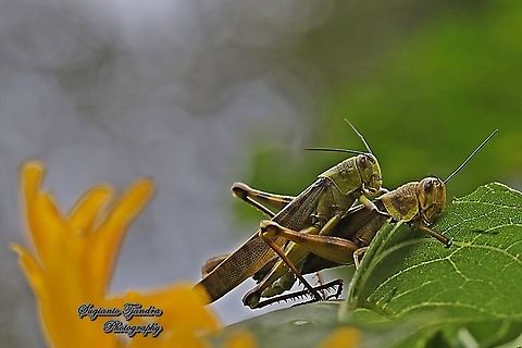 Javanese Grasshopper, Valanga nigricornis, Acrididae - "mating"  Geotagged,Indonesia,Javanese grasshopper,Summer,Valanga nigricornis