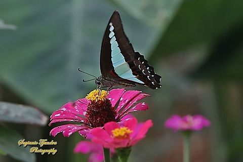 Common Bluebottle (Graphium sarpedon luctatius) sucking nectar on the Zinnia flower  Common Bluebottle,Geotagged,Graphium sarpedon,Indonesia,Summer
