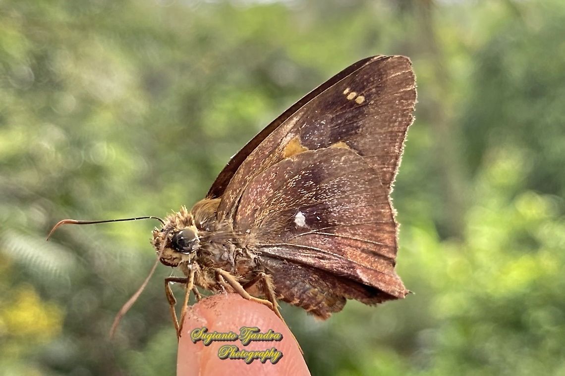 Skipper Butterfly, Common Awl (Hasora Badra)  Common Awl,Geotagged,Hasora badra,Indonesia,Summer