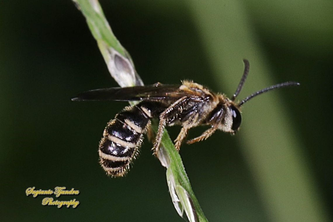Scoliid Wasp, Campsomeris Annulata, Scoliidae  Campsomeris Annulata,Campsomeris annulata,Geotagged,Indonesia,Summer