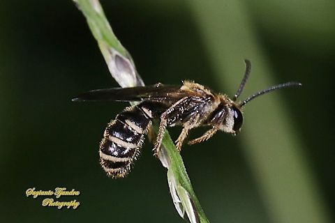 Scoliid Wasp, Campsomeris Annulata, Scoliidae  Campsomeris Annulata,Campsomeris annulata,Geotagged,Indonesia,Summer