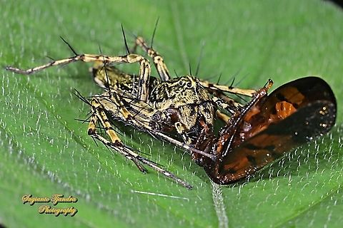 Asian Lynx Spider, Hamadruas signifera (Oxyopidae) w/prey  Geotagged,Hamadruas signifera,Indonesia,Summer
