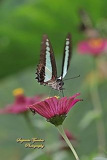 Common Bluebottle (Graphium sarpedon luctatius) sucking nectar on the Zinnia flower  Common Bluebottle,Geotagged,Graphium sarpedon,Indonesia,Summer