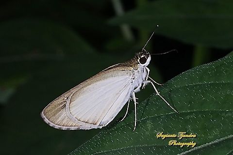 Skipper Butterfly, Grass Bob, Suada swerga  Geotagged,Indonesia,Suada swerga,Summer