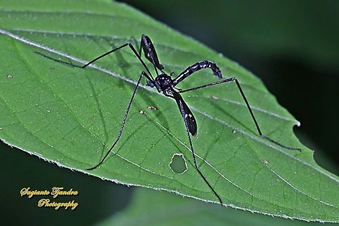 Crane fly , Tipulidae Sp  Geotagged,Indonesia,Summer