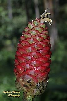 Flower of Lempuyang/bitter ginger, Zingiber Zerumbet  Awapuhi,Geotagged,Indonesia,Summer,Zingiber zerumbet