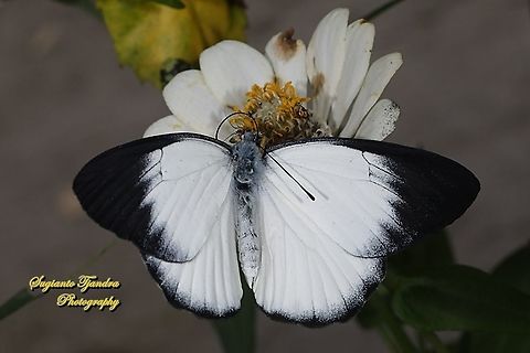 The Jezebel, Delias belisama belisama - upperside  Delias belisama,Geotagged,Indonesia,Summer