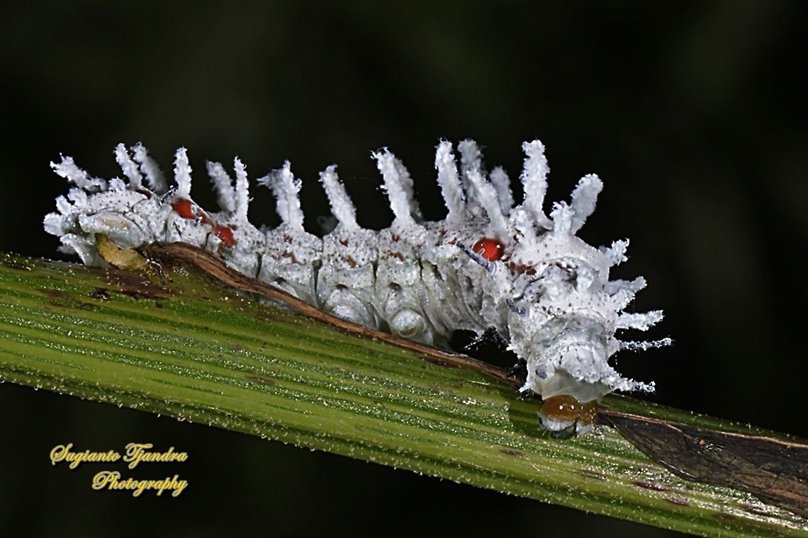 Atlas Moth Caterpillar, Attacus atlas  Atlas Moth,Attacus atlas,Geotagged,Indonesia,Summer