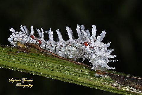 Atlas Moth Caterpillar, Attacus atlas  Atlas Moth,Attacus atlas,Geotagged,Indonesia,Summer