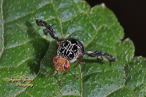 Fruit Fly, Procecidochares Atra  Geotagged,Indonesia,Procecidochares atra,Summer