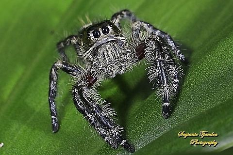 Jumping Spider, Hyllus diardi, Salticidae - Male  Geotagged,Hyllus diardi,Indonesia,Summer