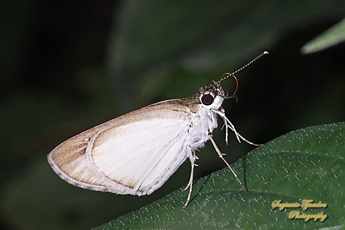Skipper Butterfly, Grass Bob, Suada swerga  Geotagged,Indonesia,Suada swerga,Summer