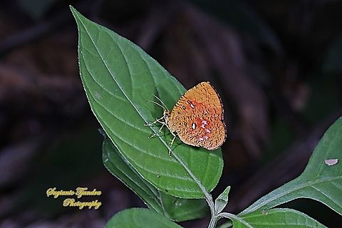 Callidula Moth, Callidula sakuni sakuni (family Callidulidae)  Callidula sakuni,Geotagged,Indonesia,Summer