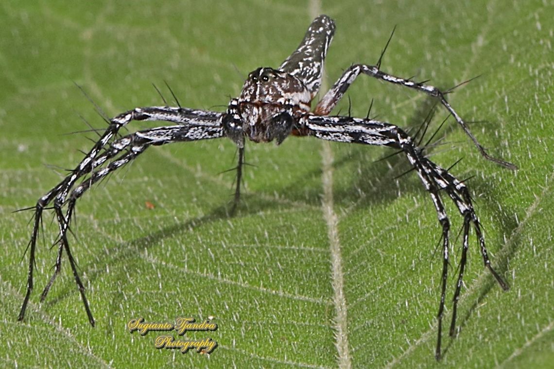 Asian Lynx Spider, Hamadruas signifera (Oxyopidae) - Male  Geotagged,Hamadruas signifera,Indonesia,Summer