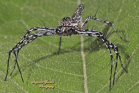 Asian Lynx Spider, Hamadruas signifera (Oxyopidae) - Male  Geotagged,Hamadruas signifera,Indonesia,Summer