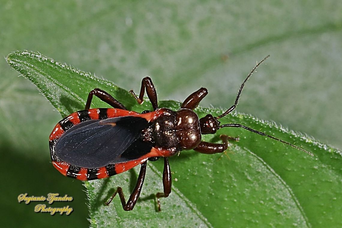 Millipede Assassin Bug, Ectrichodiinae, Reduviidae  Geotagged,Indonesia,Summer