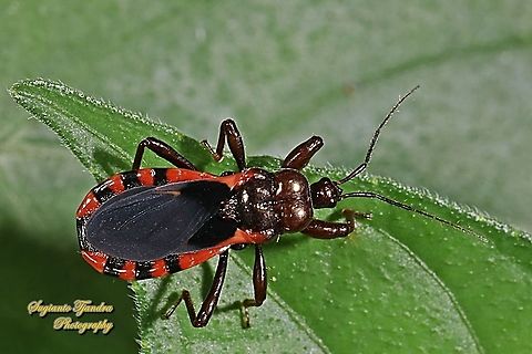 Millipede Assassin Bug, Ectrichodiinae, Reduviidae  Geotagged,Indonesia,Summer