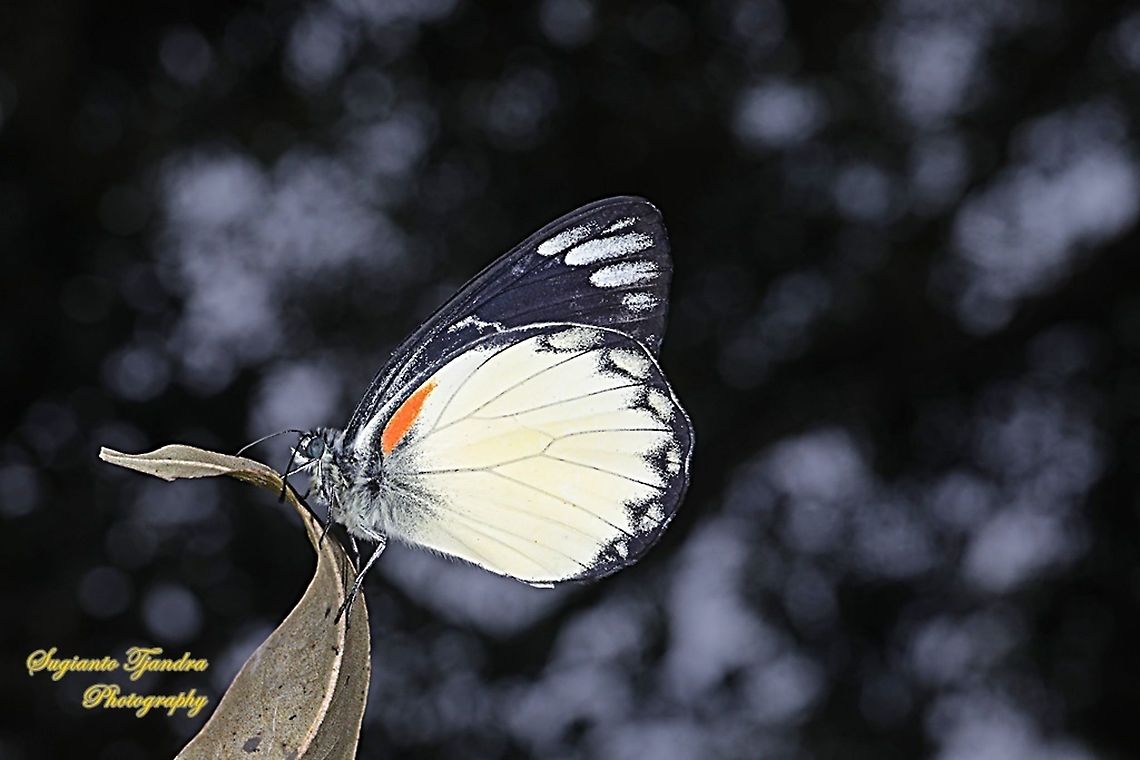 The Jezebel, Delias belisama belisama  Delias belisama,Geotagged,Indonesia,Summer
