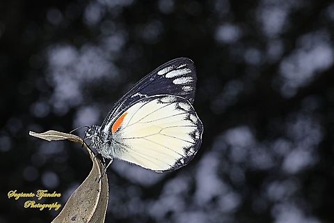 The Jezebel, Delias belisama belisama  Delias belisama,Geotagged,Indonesia,Summer