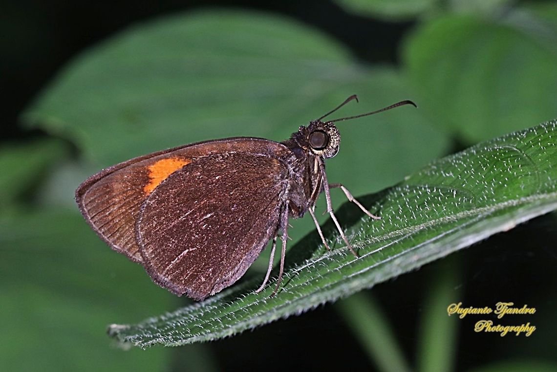 Skipper Butterfly, The Bright Red Velvet Bob, Koruthaialos sindu  Bright red velvet bob,Geotagged,Indonesia,Koruthaialos sindu,Summer