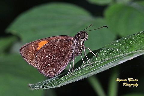 Skipper Butterfly, The Bright Red Velvet Bob, Koruthaialos sindu  Bright red velvet bob,Geotagged,Indonesia,Koruthaialos sindu,Summer