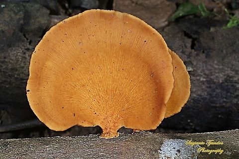 Mushrooms  Geotagged,Indonesia,Summer