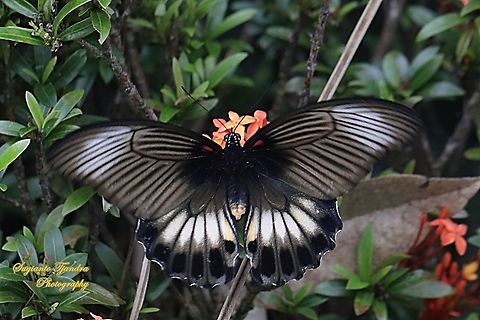 Great Mormon Butterfly, Papilio memnon memnon f. hiera, (Papilionidae) - female "sucking nectar on the Ashoka flower"  Geotagged,Great Mormon,Indonesia,Papilio memnon,Summer
